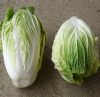 fresh chinese cabbage
